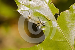 Hairy Banded Tussock Moth Caterpillar