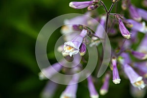 Hairy beard tongue, Penstemon hirsutus