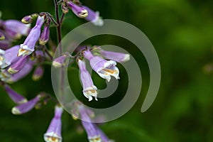 Hairy beard tongue, Penstemon hirsutus