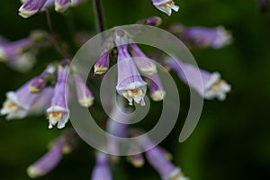 Hairy beard tongue, Penstemon hirsutus