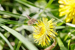 Hairy bee-fly pollinates dandelion