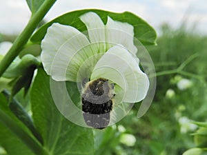 Hairy beetle (Epicometis hirta) on the peas flower.