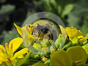 Hairy beetle (Epicometis-Tropinota hirta) on a oil seed rape inflorescence.