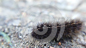 Hairy black caterpillar crawling on a tree close-up