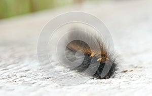 Hairy black and golden larva