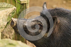 The hairy black head of a `Captain Cooker`, a large pig breed found in New Zealand