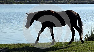 Hairy black horse goes to drink water on a lake bank in slo-mo