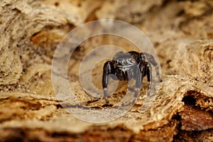 Hairy, black jumping spider sits on a brown birch bark