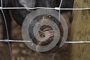 Hairy black pig snout poking through a fence