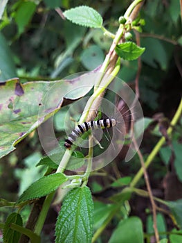 hairy black and white carterpillar