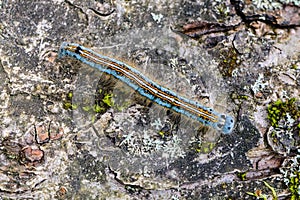 Hairy blue caterpillar of malacosoma neustria crawls along a gray stone