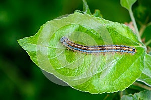 Hairy blue caterpillar of malacosoma neustria sits on an apple tree sheet