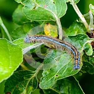 Hairy blue caterpillar of malacosoma neustria sits on an apple tree sheet