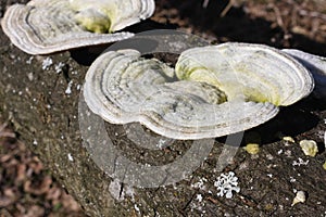 Hairy bracket fungus Trametes hirsuta on a log