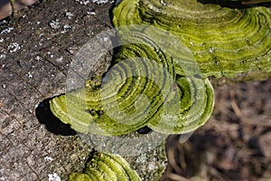 Hairy bracket of The trametes hirsuta mushroom with a greenish tinge