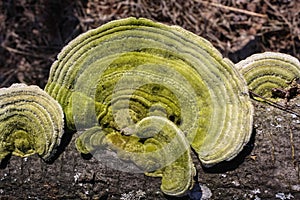 Hairy bracket of The trametes hirsuta mushroom with a greenish tinge