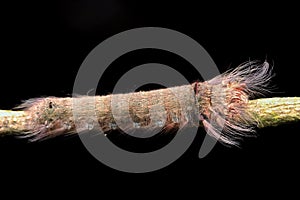 Hairy brown caterpillar over black background.