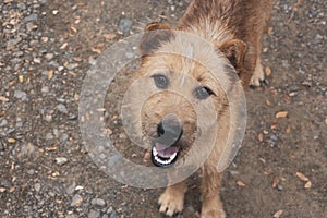 A hairy brown dog is looking up at the camera