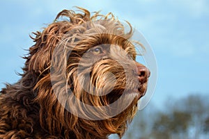 Hairy brown dog portrait, smaller mix breed.