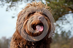 Hairy brown dog portrait, smaller mix breed.