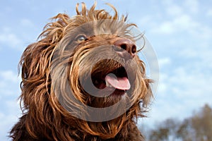 Hairy brown dog portrait, smaller mix breed.