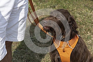 Hairy brown dog wearing an orange harness