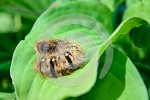 Hairy brown large caterpillar Oak egga, Lasiocampa quercus on green leaf