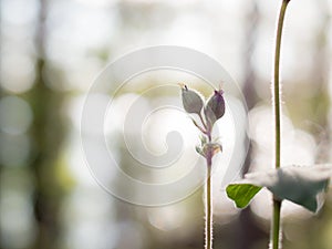 Hairy buds of of Red campion flower