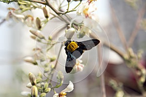 hairy bumblebee male of Early Nesting Humble-Bee , Bombus pratorum.