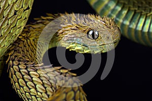 Hairy bush viper Atheris hispida