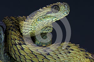 Hairy bush viper / Atheris hispida