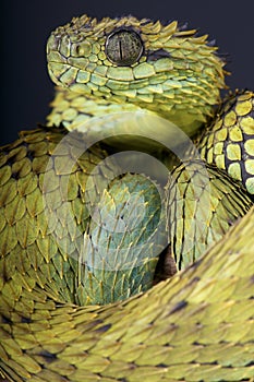 Hairy bush viper / Atheris hispida