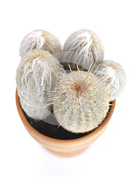 Hairy cactus