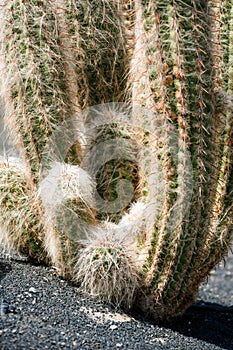 hairy cactus close-up