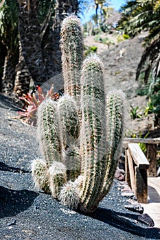 hairy cactus close-up