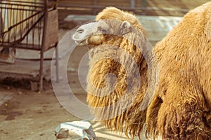 Close-up of the camel