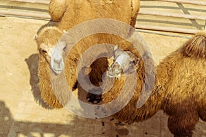 Close-up of the camel