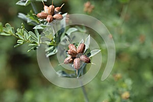 Hairy canary clover