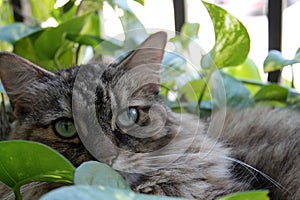 Hairy cat in garden