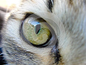 Hairy cat close up on eye photo