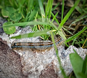 Hairy catapillar on stone