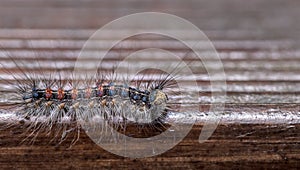 Hairy caterpillar