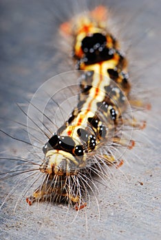 Hairy Caterpillar