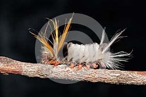 Hairy caterpillar