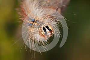 Hairy caterpillar