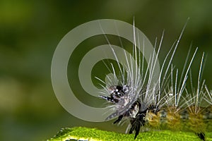 Hairy caterpillar