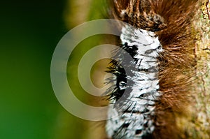 Hairy caterpillar photo