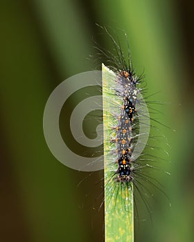 Hairy caterpillar