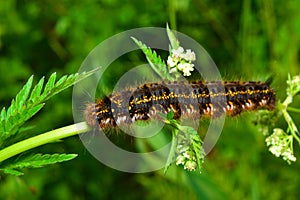 Hairy caterpillar