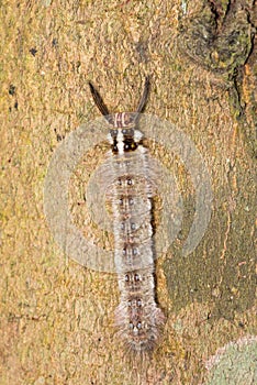 Hairy Caterpillar